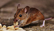 24 Hour & Emergency Exterminators in Simcoe, ND
